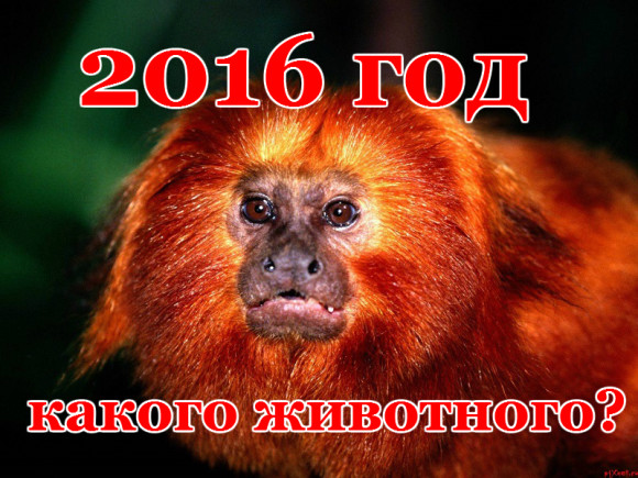 2016 год какого животного?